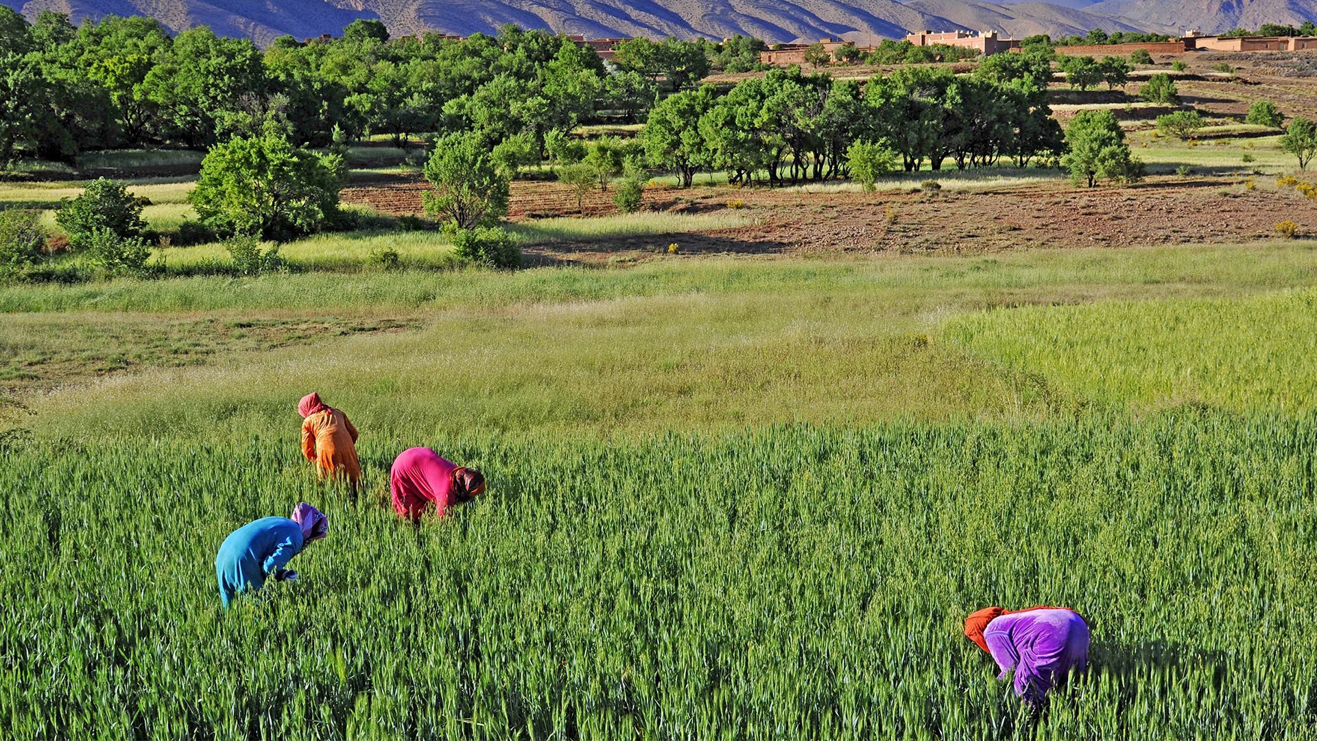 Women farming the fields in Morocco